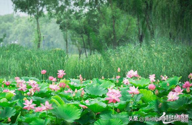 “荷”你邂逅！云中河景区荷花盛开