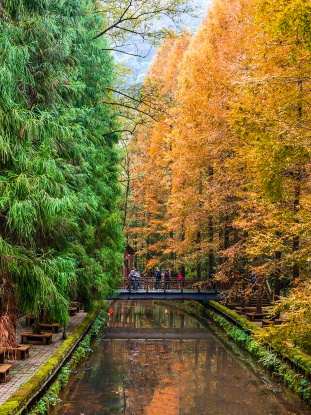 去四面山吧，别浪费重庆转瞬即逝的秋天！🍂