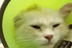 宠物院上班，说点得猫尿血的大实话图片