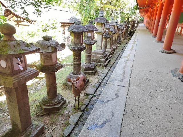因为鹿,我爱上了奈良
