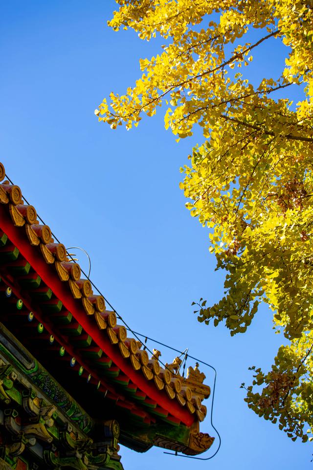 中山公园赏银杏