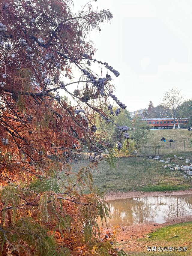 南昌凤凰洲湿地公园，美的不像话！