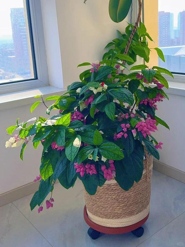 泉州一老街，有一株“龙吐珠”开成花墙，看到的人都直呼“太美”