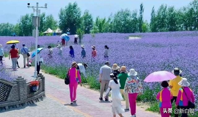 “花”点时间 来凤园花海赴一场七月的“香”约