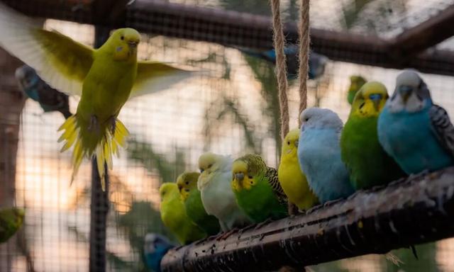 春节游万宁兴隆｜解锁热带归侨的暖冬年味！