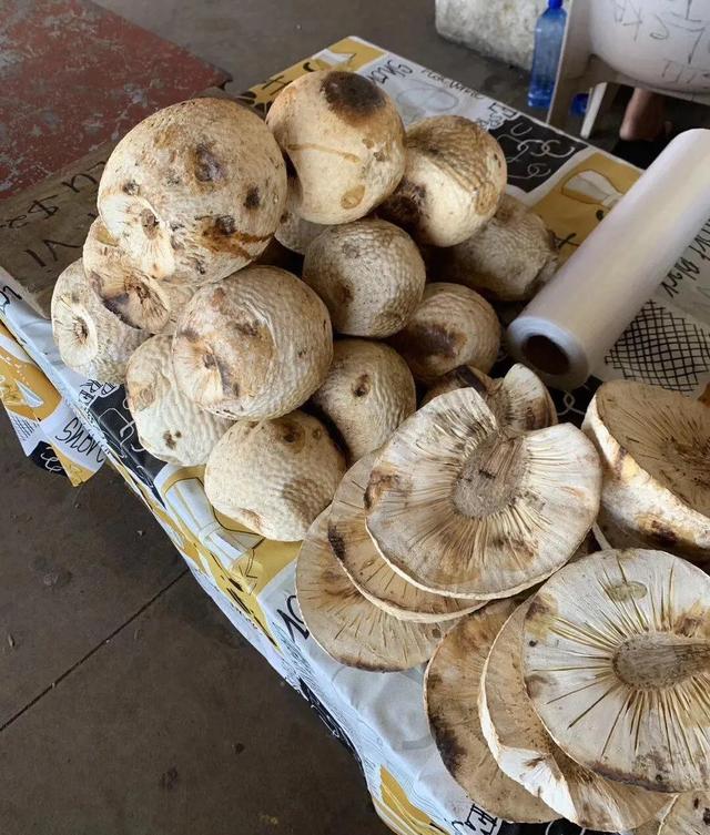 阿皮亚掠影