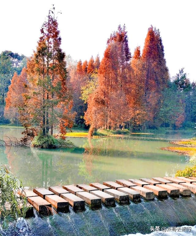 成都旅游真厉害，水杉红又被国际“种草”，这5处超级壮观！