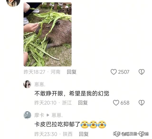 笑不活！国庆假期动物园的动物都吃yue了，网友:每逢佳节胖三斤
