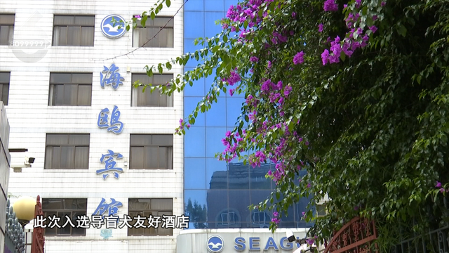 昆明这8家酒店可携导盲犬入住！网友：这波操作太有爱了~