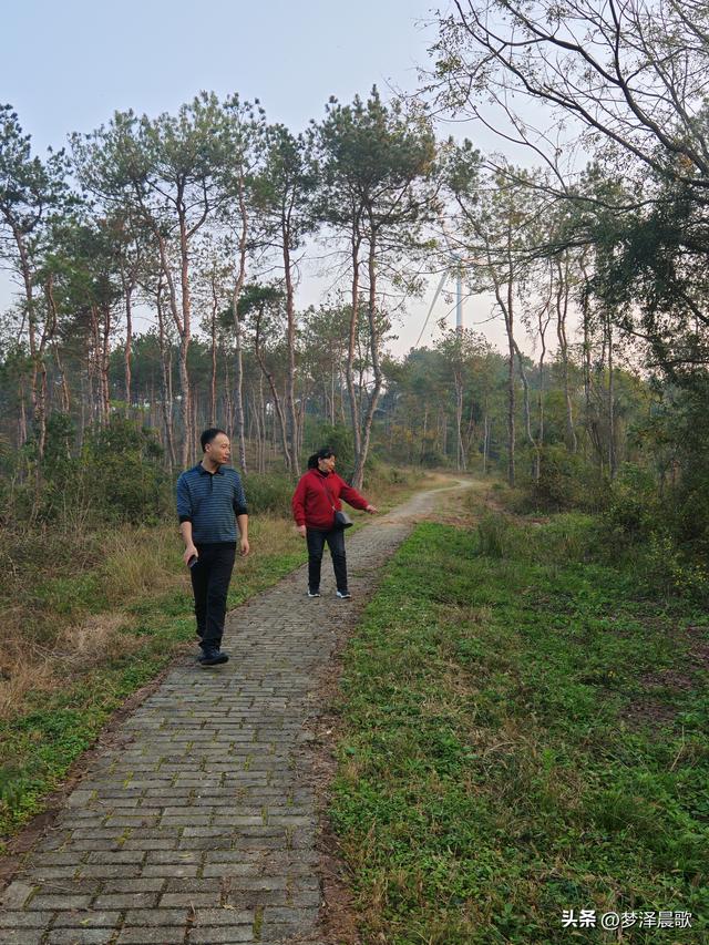 应城：有名店林场林荫步道 让你邂逅四季生态画卷