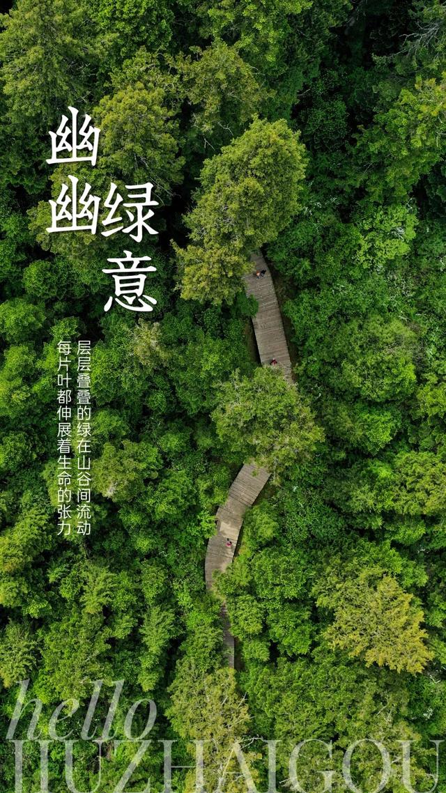 九寨沟树相拥成无缝的画，林荫蝉鸣织天然的曲