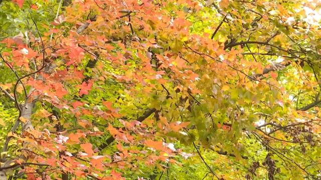 “Color Walk”火了！在昆明，用颜色解锁一座城