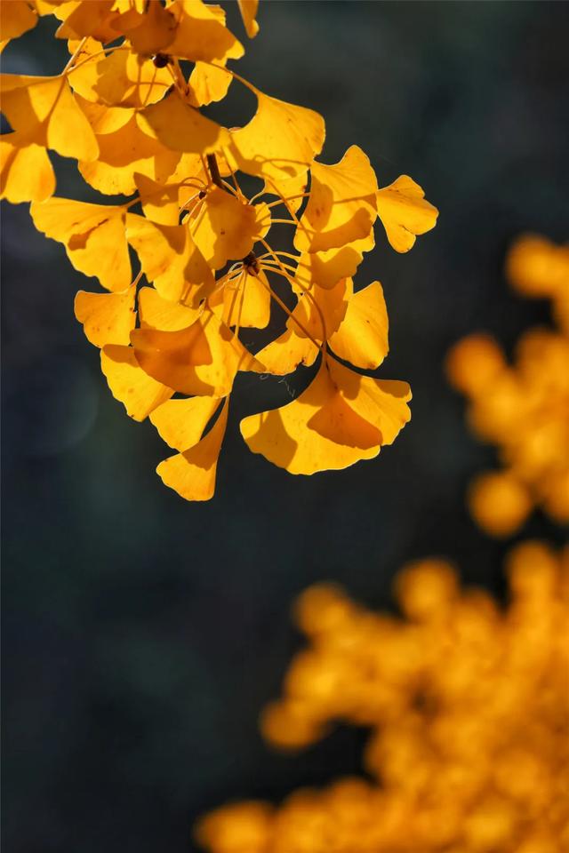 别急,地坛秋色还在!银杏节持续至本周末→