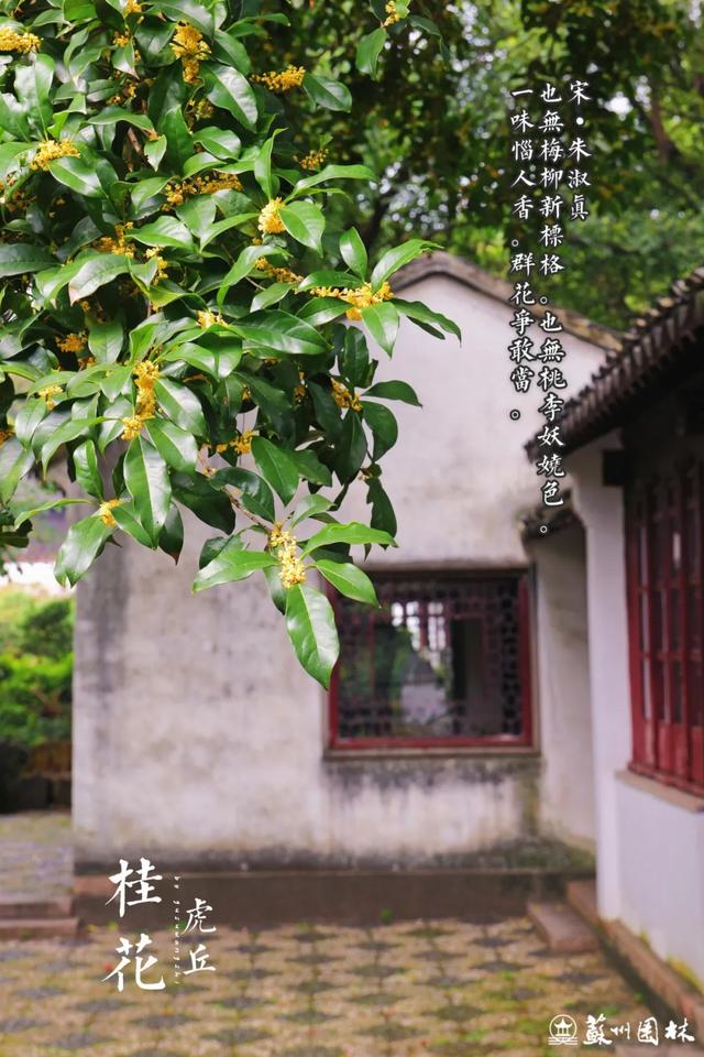 桂香满城！苏州桂花赏花地图来了！