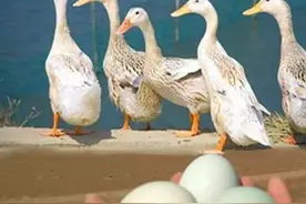 被央视“捧红”的海鸭蛋，为什么销声匿迹了？商家说出真相扎心了图片