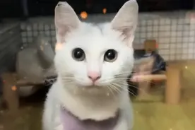 小哥给去世的小猫上香，意外救助怀孕流浪猫，结果救了自己的猫图片