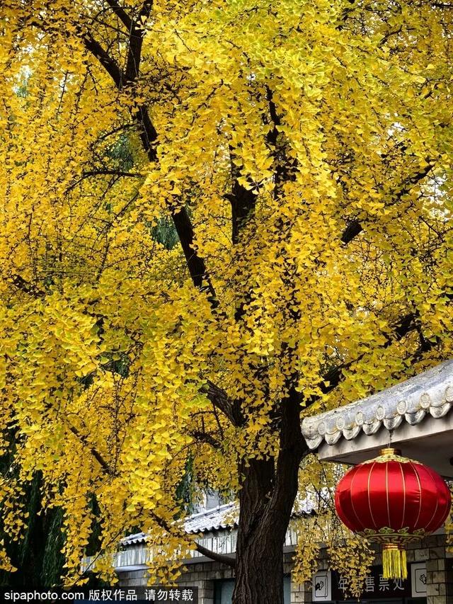 此刻的北京，见证秋与冬的双向奔赴