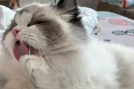 猫咪爱舔毛看似平常，实则暗藏“信号”，别不当回事图片