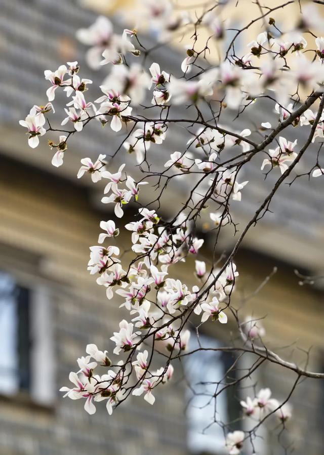 太期待了!接下来的洛阳,是这样的...