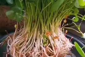 铜钱草真的不用买，用一个小方法，养出上百盆，长得又快又旺图片