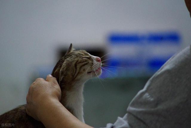 猫咪界的MBTI，快来看看你家猫咪是哪种性格，又该怎么饲养？