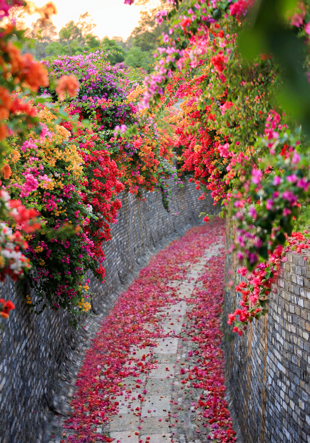 广州近郊新体验：马岭观花植物园打造“花海+萌宠”一站式畅玩地