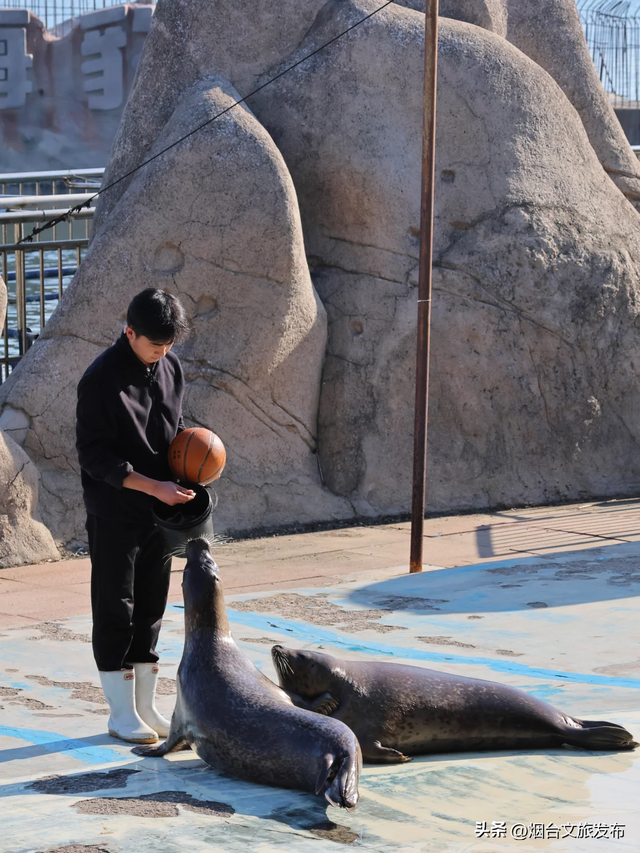 【乐游烟台】打卡海豹湾，烟台人有自己的肥美QQ肠~