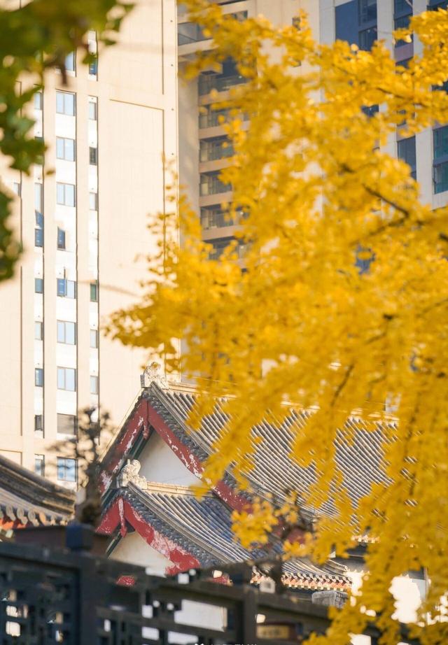 武汉546岁银杏古树换装，汉阳瞬间变秋日梦境 这条线路值得走一遭