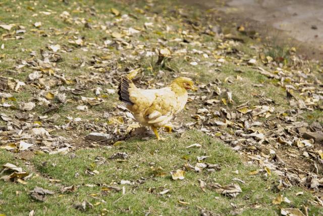 周末爬完山，黄陂喊你原地开饭！