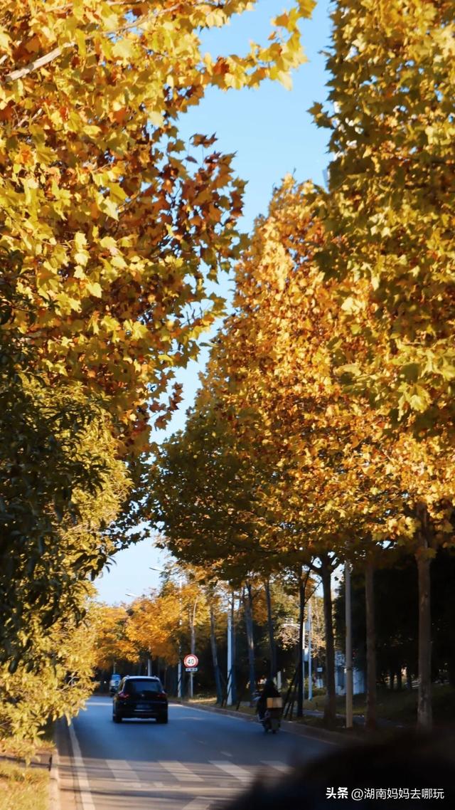 不用去南京，长沙也藏着 “梧桐秘境”！遛娃拍照美到窒息！