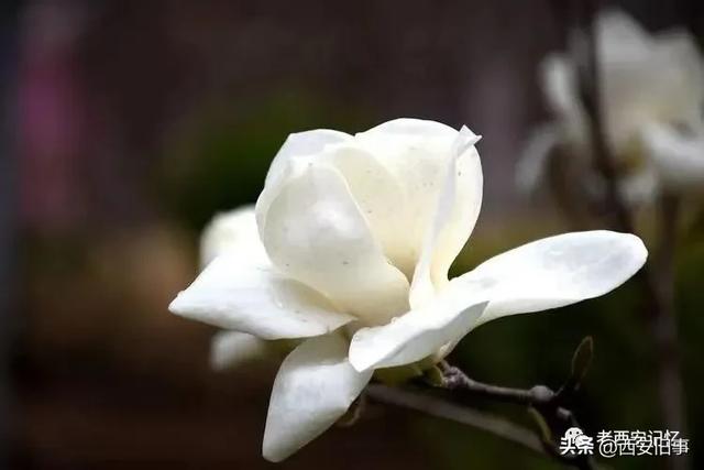 朱文杰：大雁塔的奇卉名木（上）