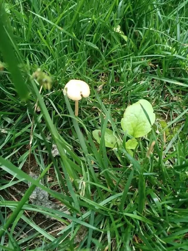 连月阴雨，文化古都长安城蘑菇遍地生，古塔蒙潮苔