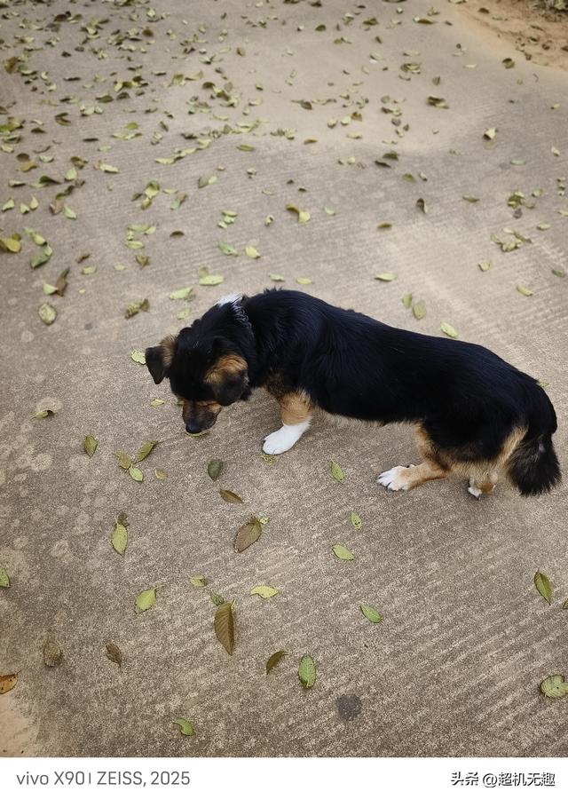 我家狗吃屎那天我的影像记录中