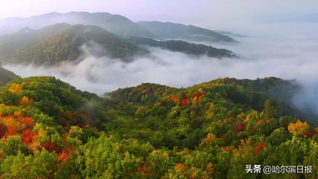 【邂逅山河 祝福祖国】打翻“调色盘”：五常凤凰山邂逅林海盛宴，稻乡小镇漫步金色田园