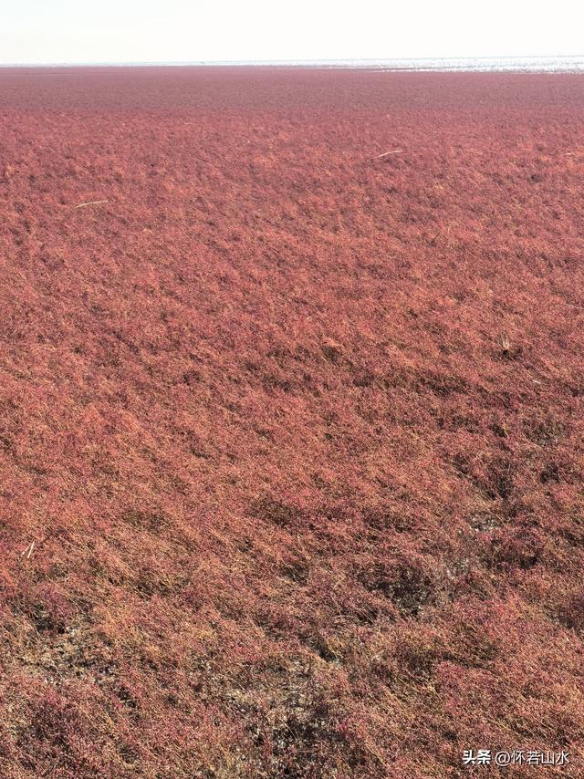 2025辽宁赏秋之旅日记(5)——从本溪前往盘锦 游览红海滩景观