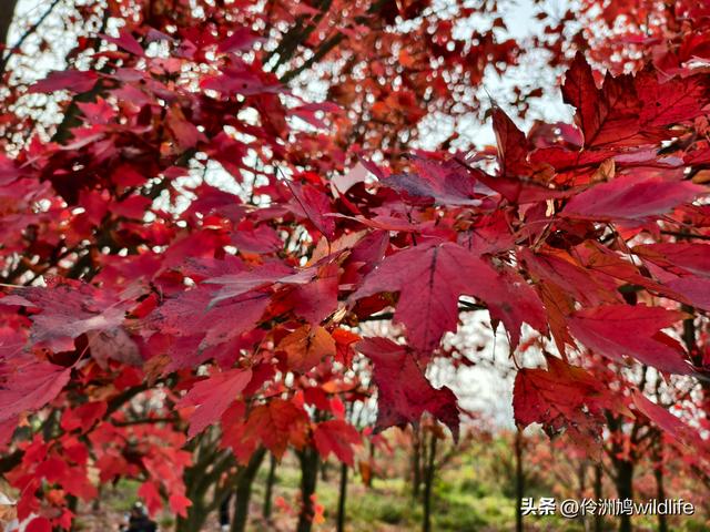 四川行(75)广汉②金雁湖公园·黑塔街·龙居寺