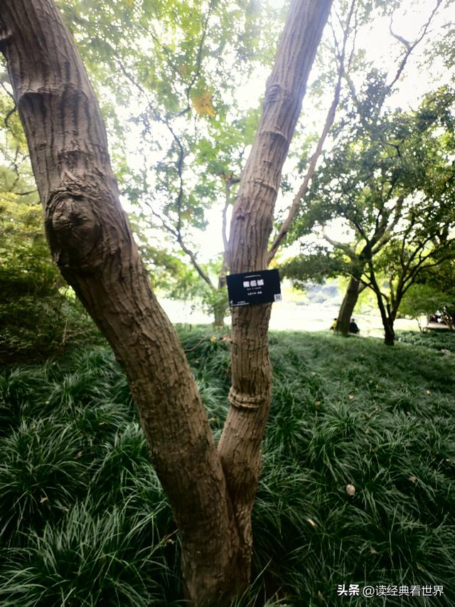 杭州植物园的菊花展——一场关于菊花的饕餮盛宴（一）