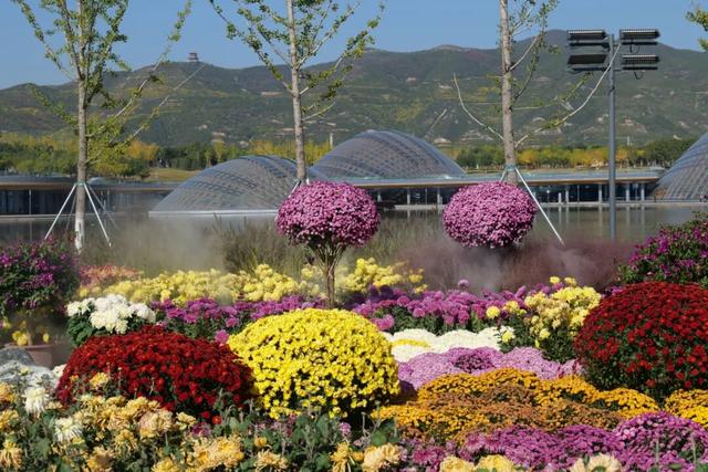 太原一年一度菊花展谁还没看？花团锦簇，韵味无穷，美到窒息！