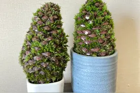 不值钱的“松果”，动动手就是“养花宝贝”，见到赶紧捡回家图片