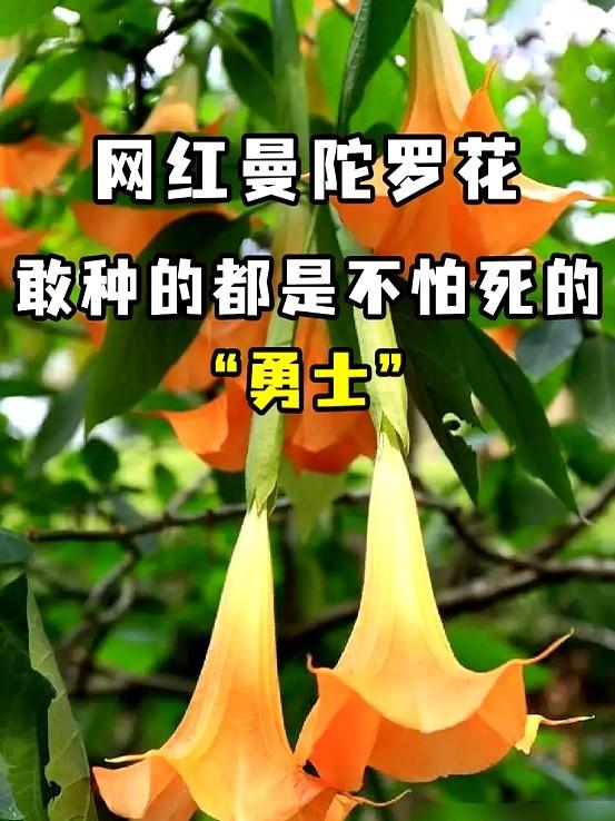 阴花不能进阳宅！这5种花“打死”也不养，家里若有？快挪走！