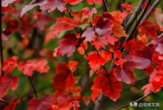 初冬氛围感出片计划,走起!昆明这份打卡攻略速速收藏→