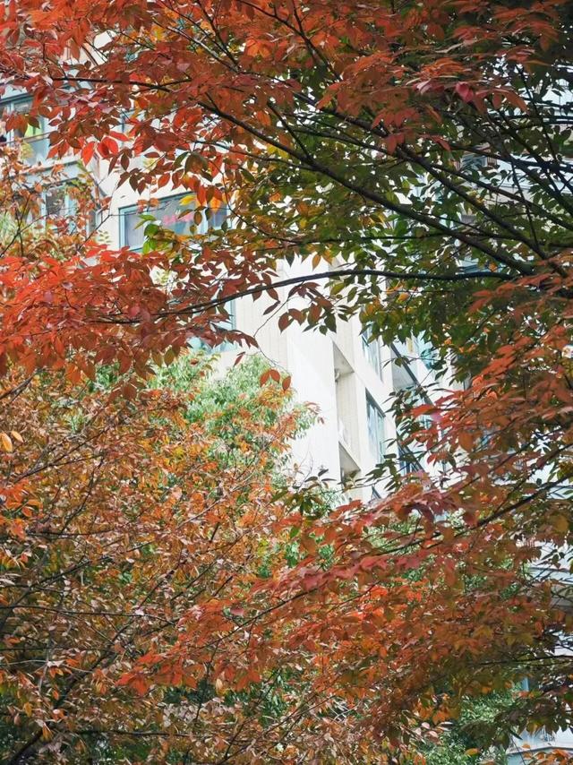 秋日限定|“落叶不扫”模式开启,44条景观道观赏指南请收藏!