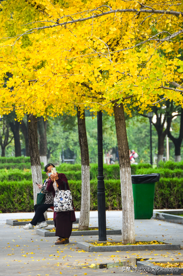 芦花不够看？江滩的银杏已经美疯了！