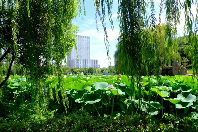 陆羽公园盛夏“荷”你有约 满池芳华醉心田