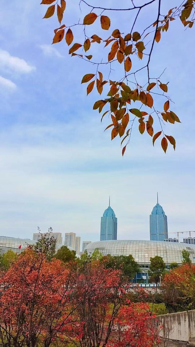寻美薛城丨自然盛宴！橙黄橘绿好景时，市民中心初冬的“限定美景”已上线！