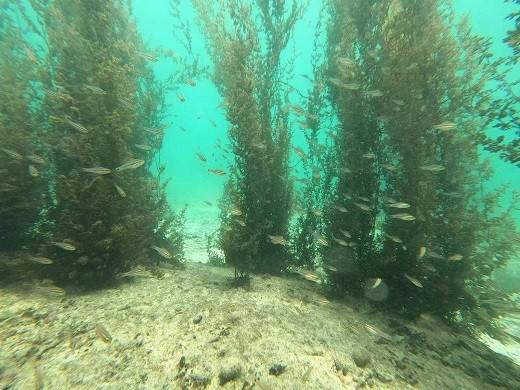 中国在0.22平方公里的荒岛上种下10万棵绿植，产生了三个意外收获