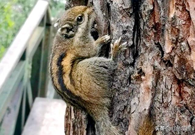 在稻城亚丁，我把灵魂落在了秋日草甸上