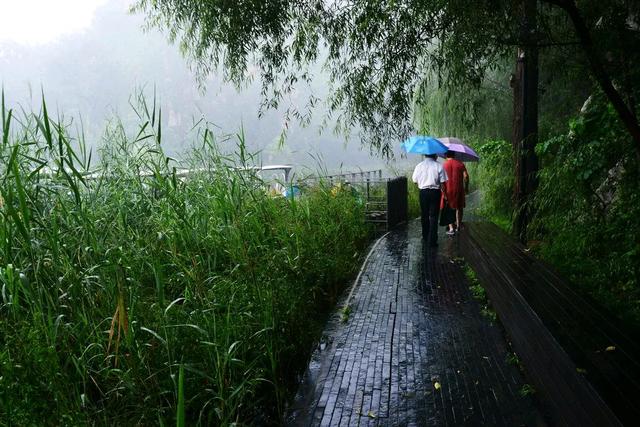 初秋雨中的景让人朦胧迷离，丝丝凉意掠过心田，别样滋味涌上心头