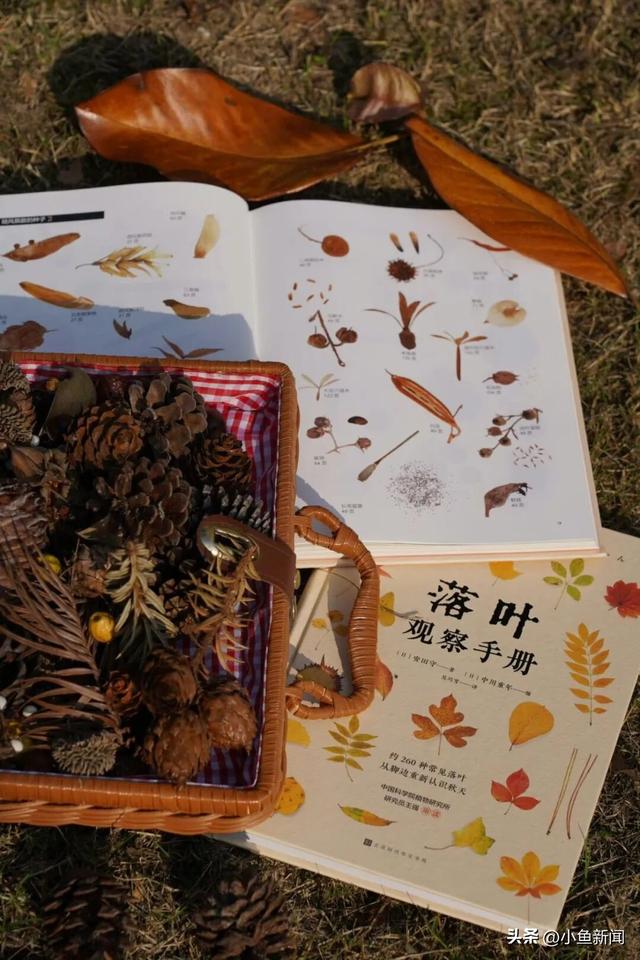 快来捡！苏州秋日“限量款”