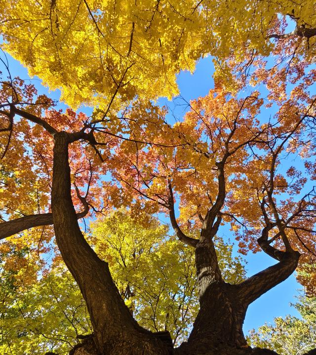 北京的秋是七彩的